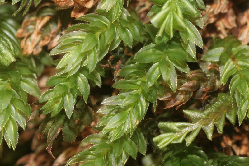 Thomson's Calcareous Moss