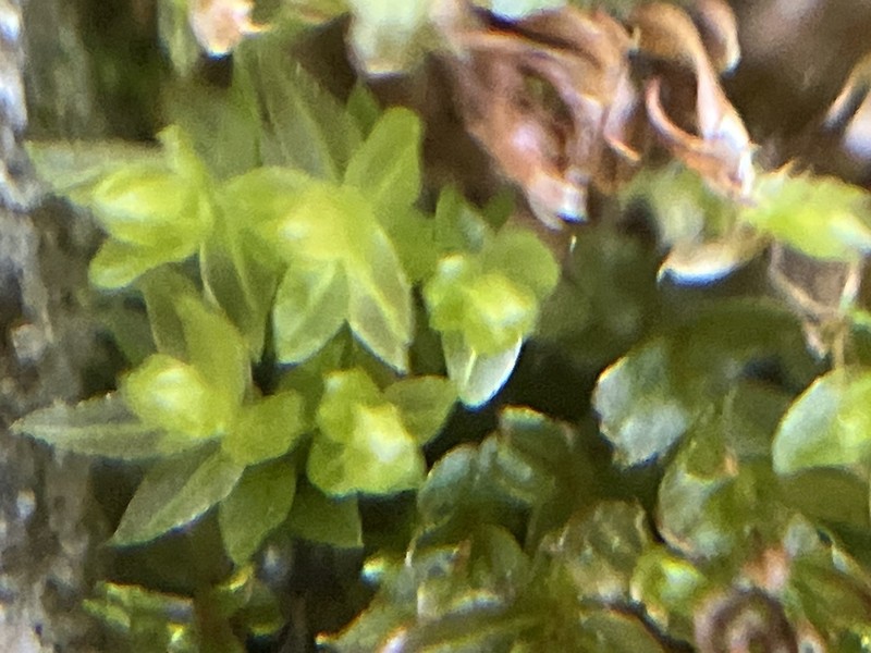 Thomson's Calcareous Moss
