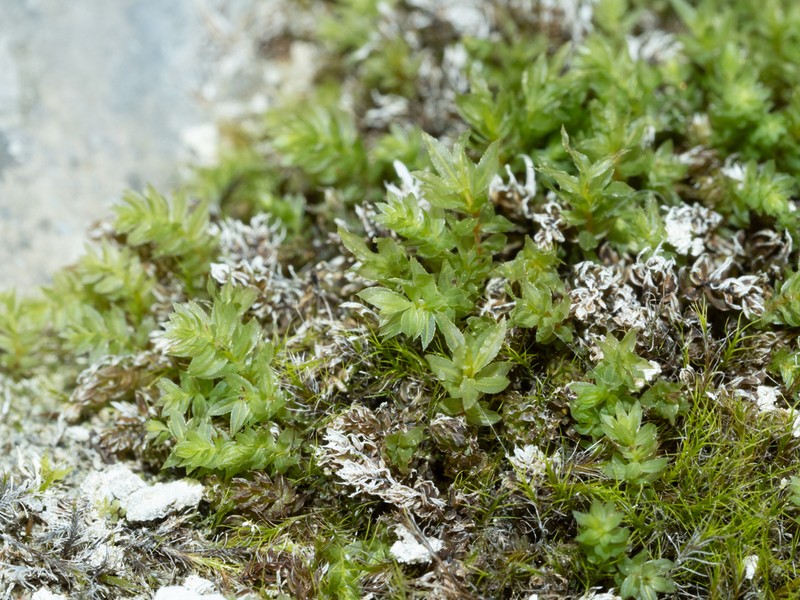 Thomson's Calcareous Moss photo 2