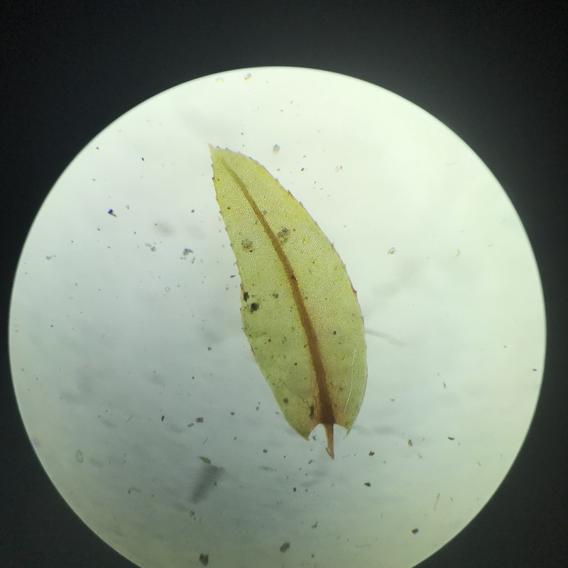 Thomson's Calcareous Moss photo 3