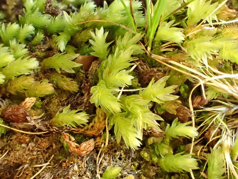 Thomson's Calcareous Moss photo 4