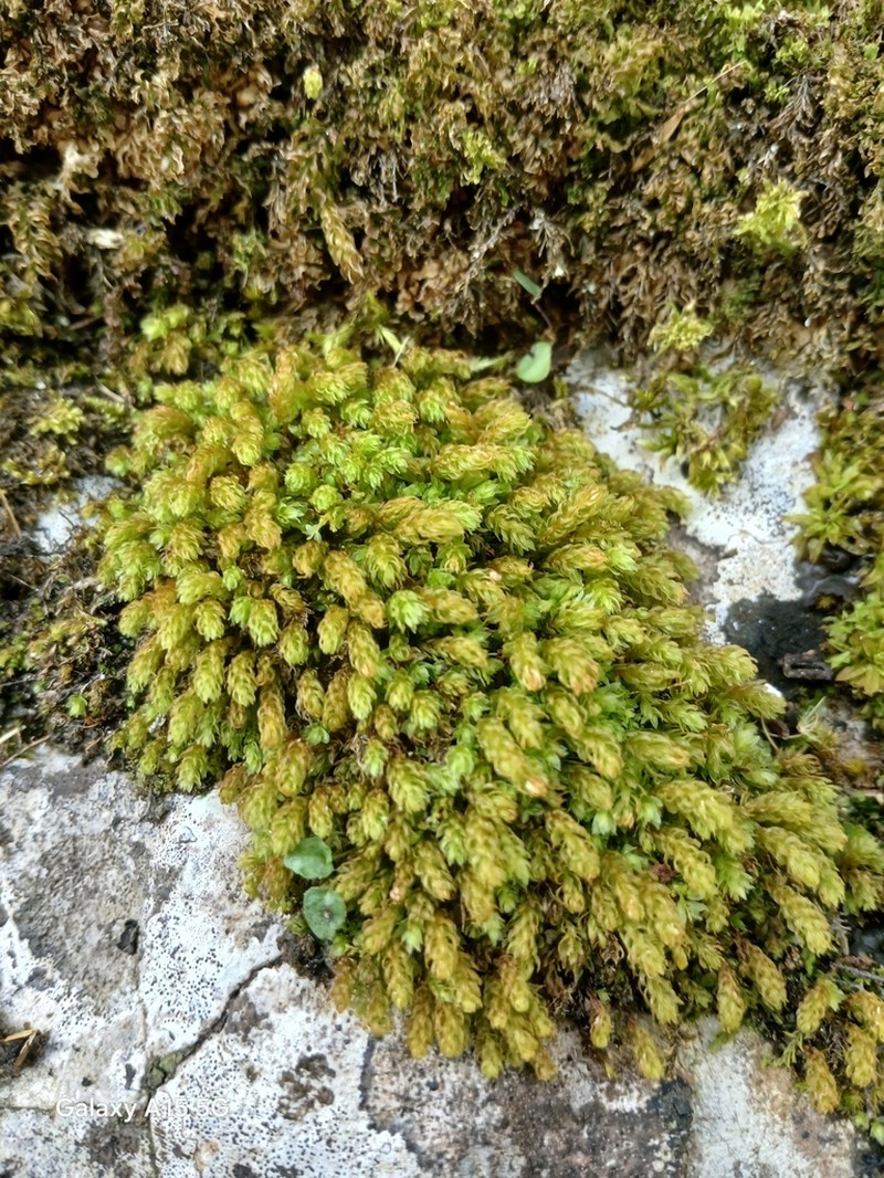 Thomson's Calcareous Moss photo 5