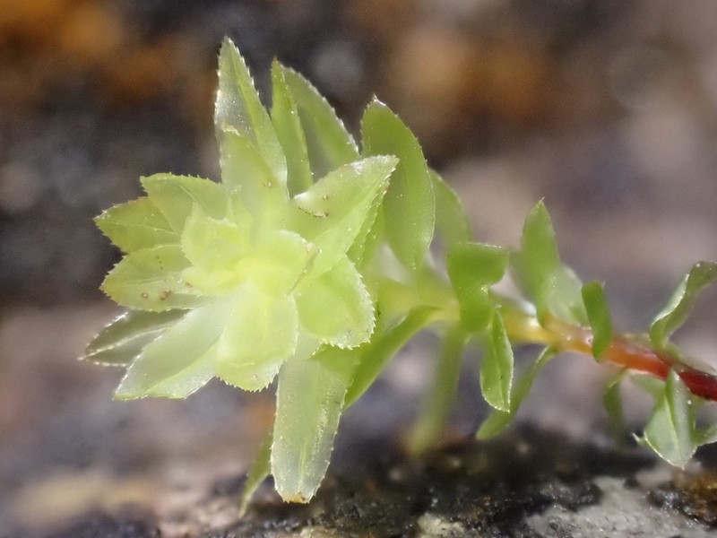 Thomson's Calcareous Moss photo 6