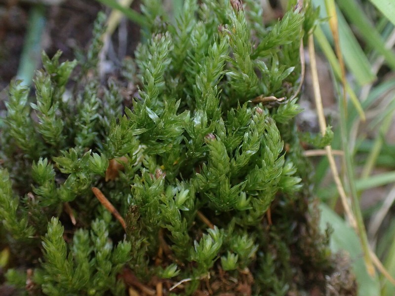 Thomson's Calcareous Moss photo 7