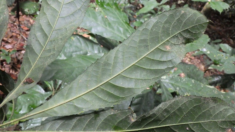 Mocquerysia multiflora