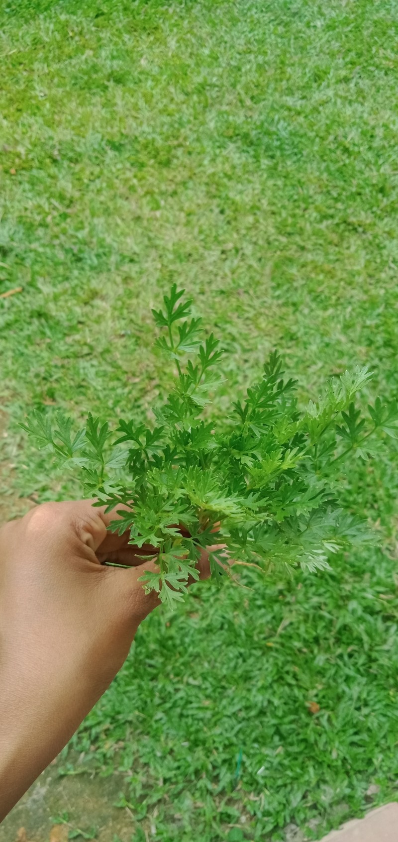 Modesciadium involucratum photo 2