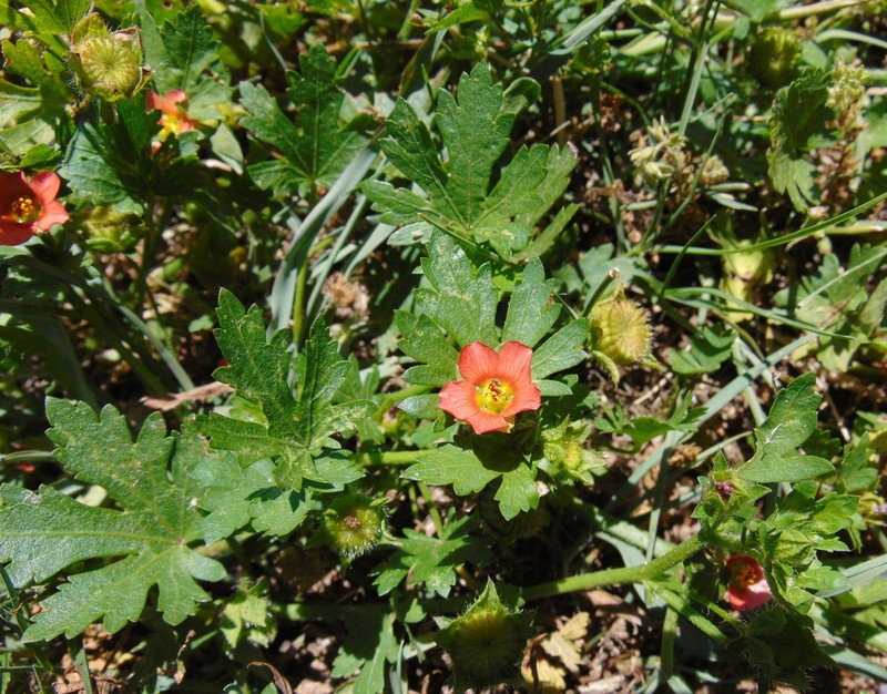 Carolina Bristlemallow photo 2
