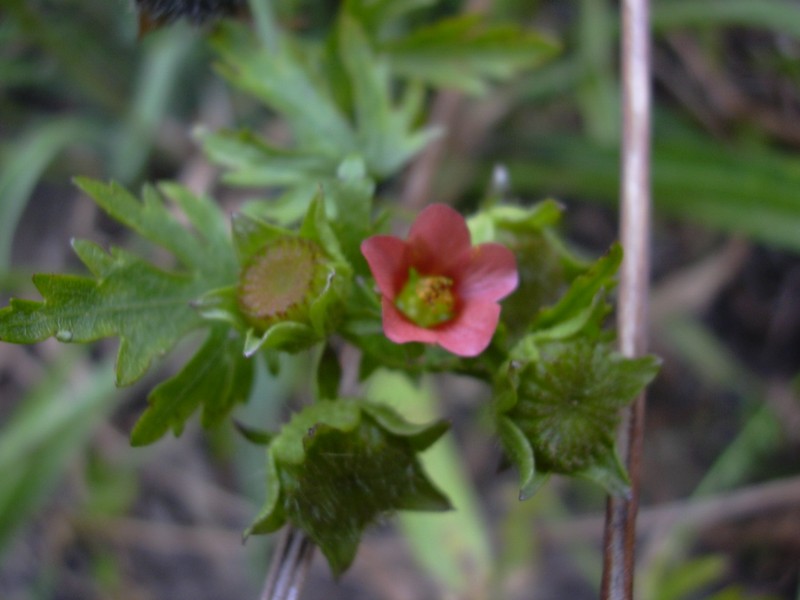 Carolina Bristlemallow