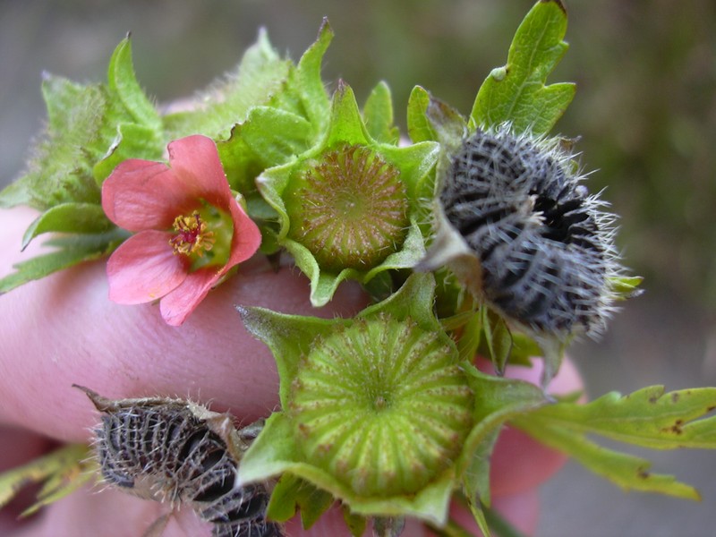 Carolina Bristlemallow photo 3