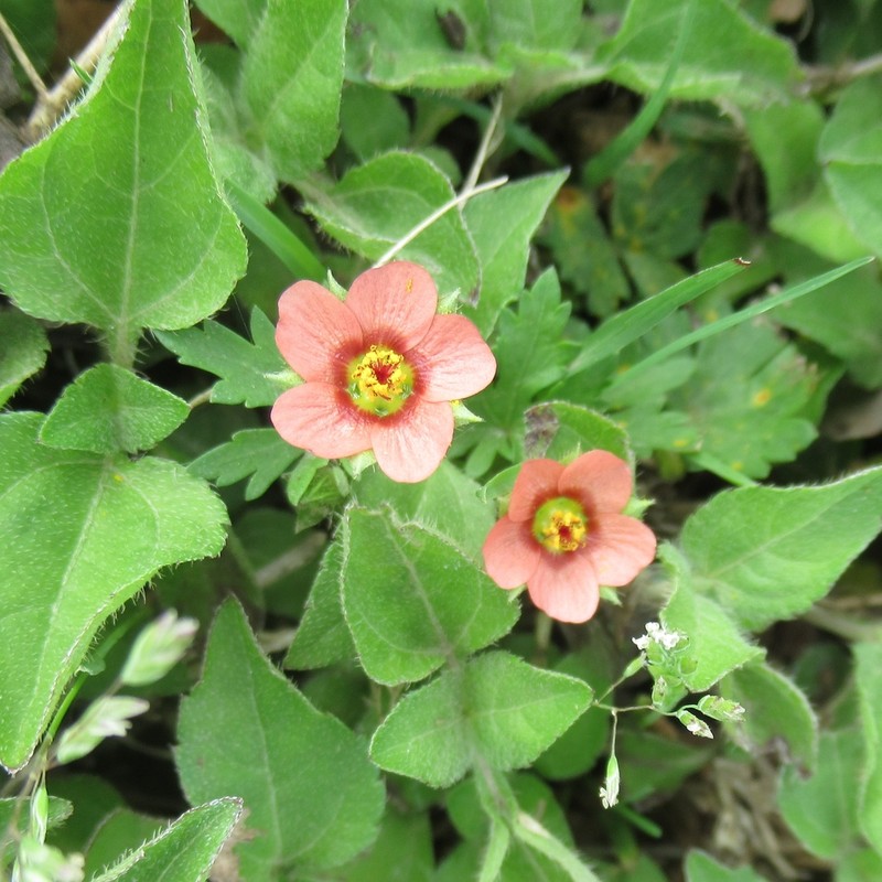 Carolina Bristlemallow photo 3