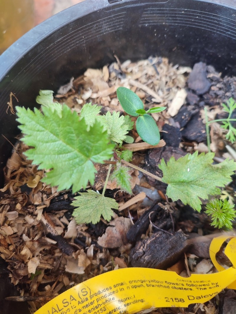 Carolina Bristlemallow photo 4