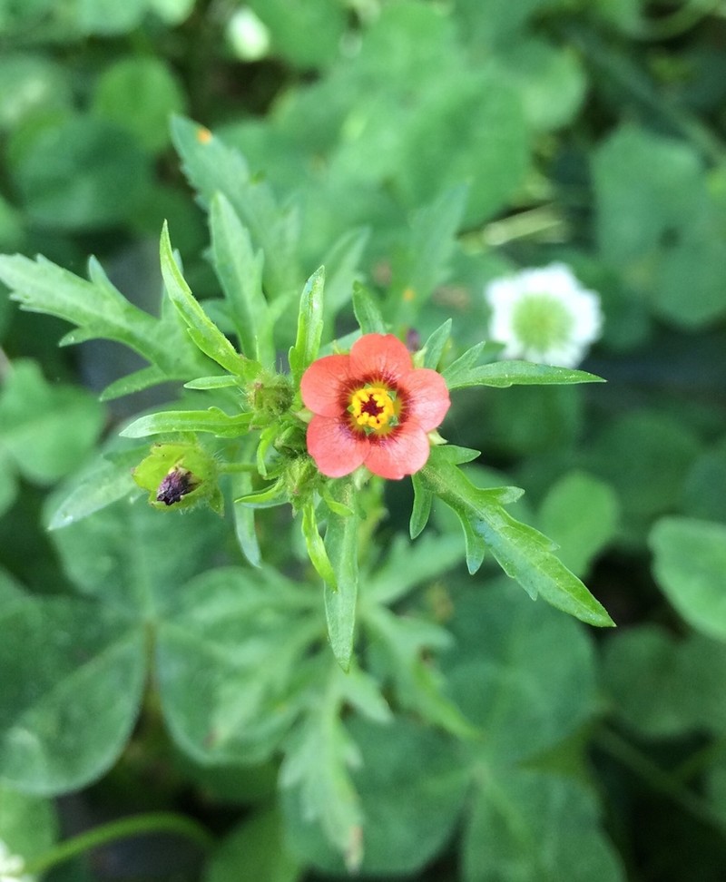 Carolina Bristlemallow photo 5