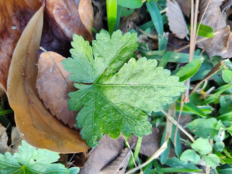 Carolina Bristlemallow photo 6