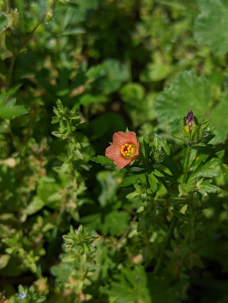Carolina Bristlemallow photo 7