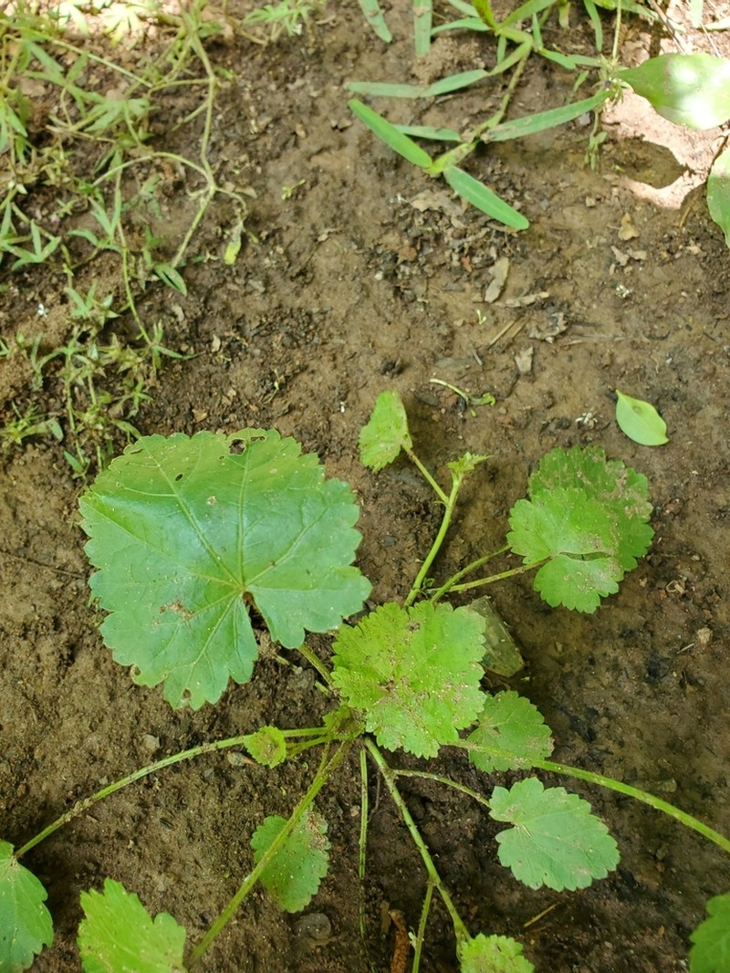 Carolina Bristlemallow photo 8