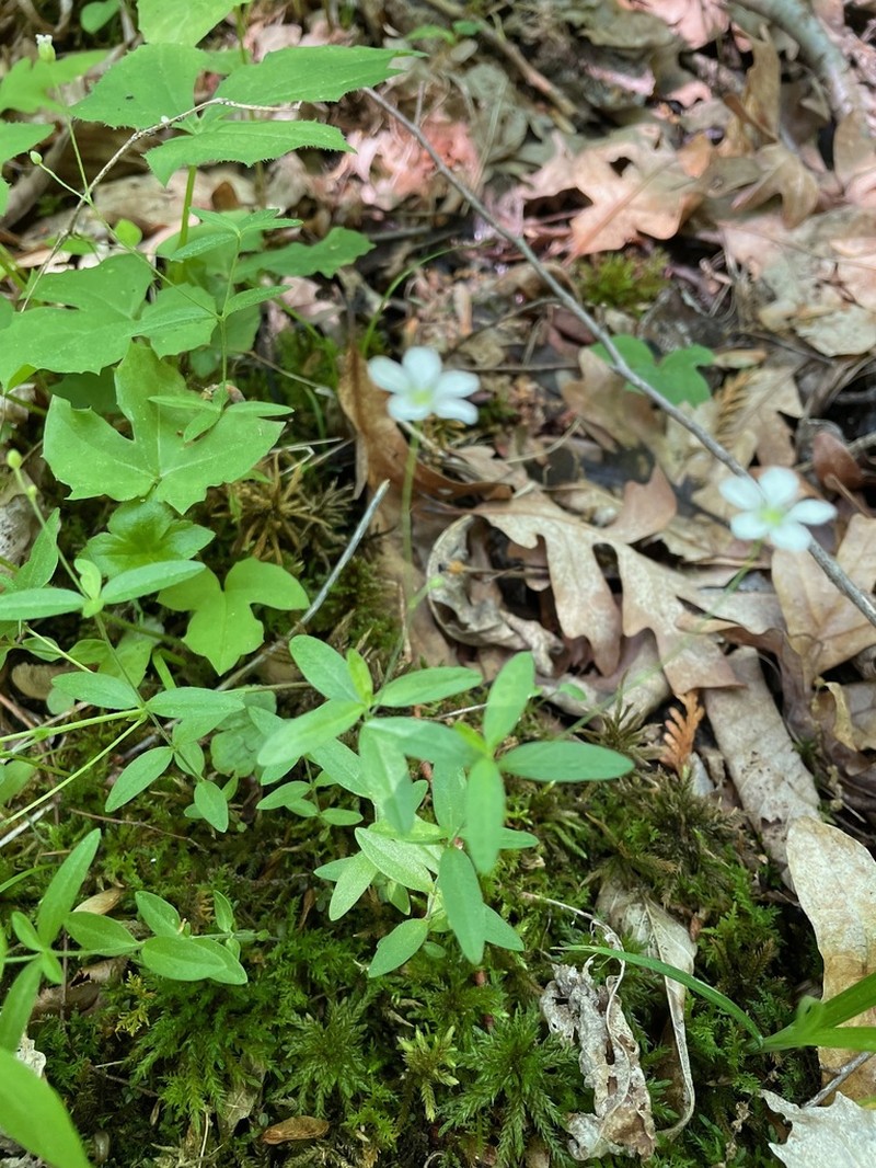 Bluntleaf Sandwort photo 2
