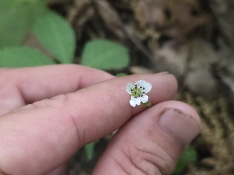 Bluntleaf Sandwort photo 3