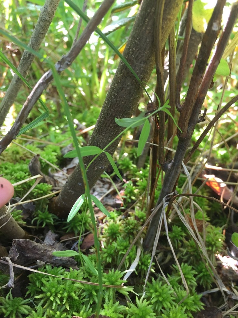 Bluntleaf Sandwort photo 4