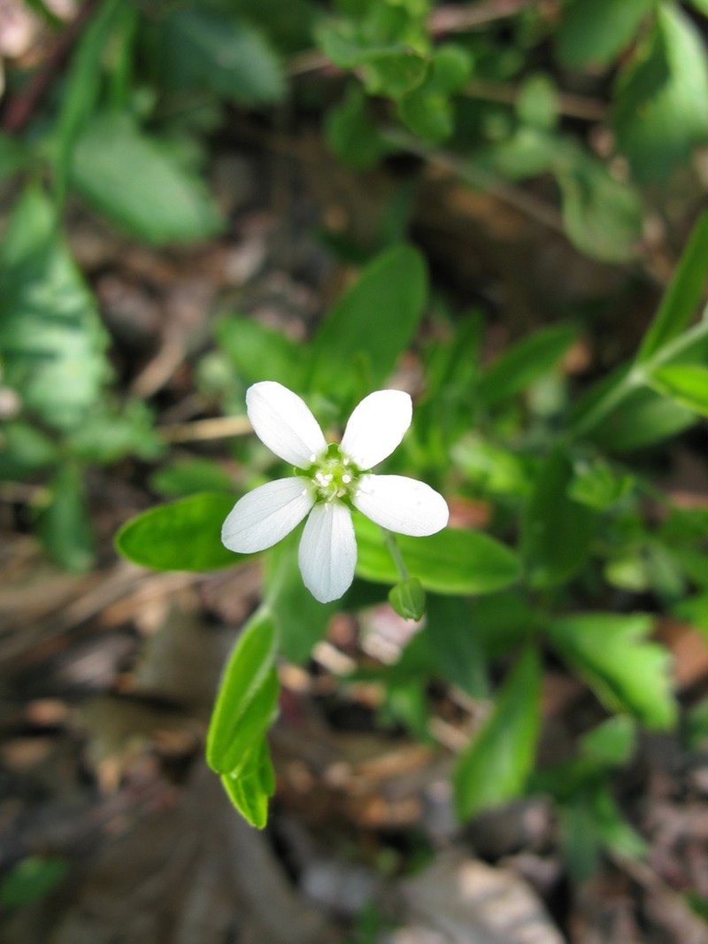 Bluntleaf Sandwort photo 5