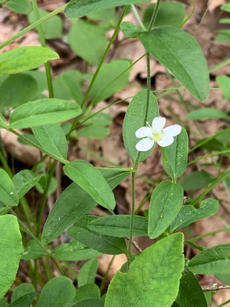 Bluntleaf Sandwort photo 6
