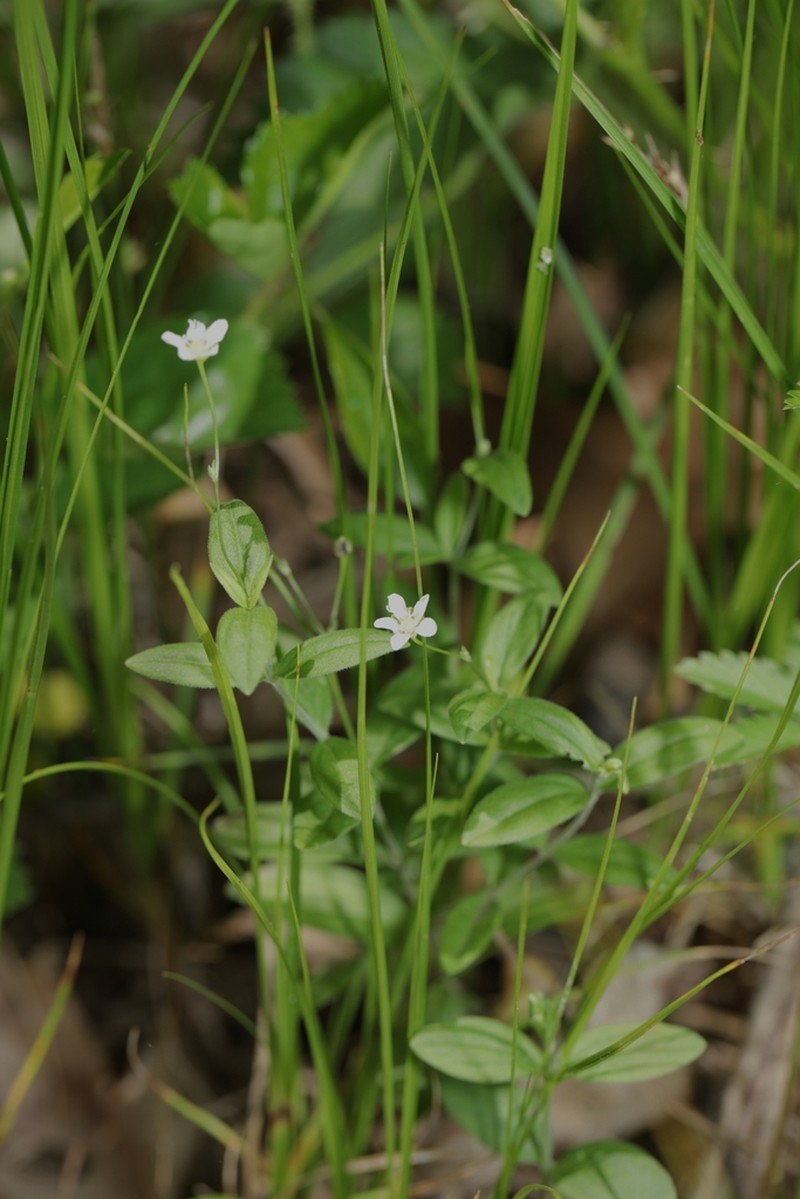 Bluntleaf Sandwort photo 7