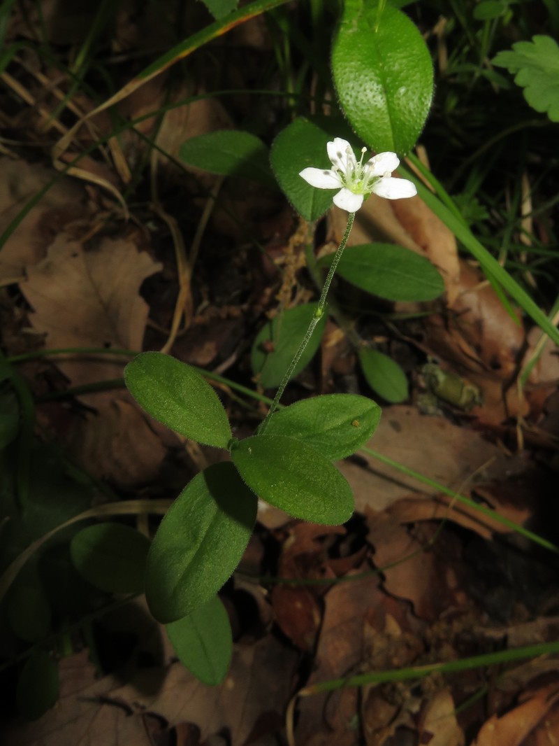 Bluntleaf Sandwort photo 2