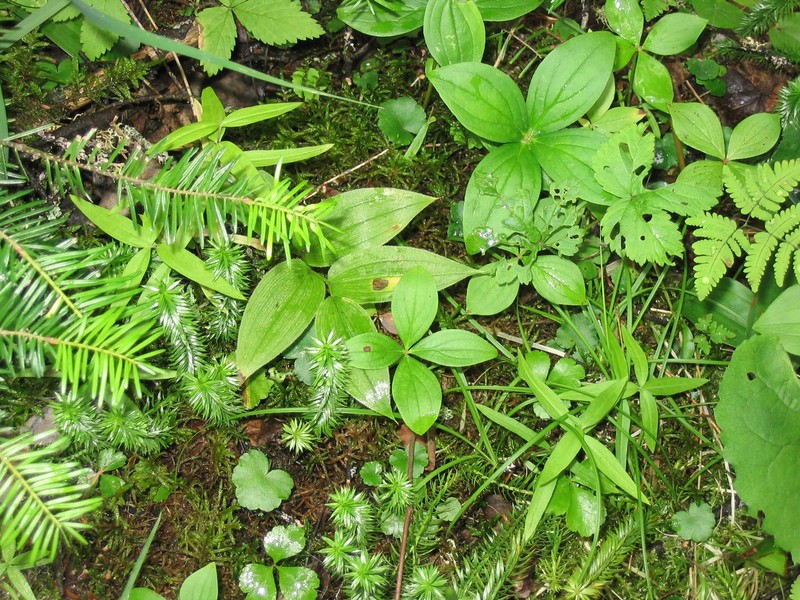 Largeleaf Sandwort photo 2