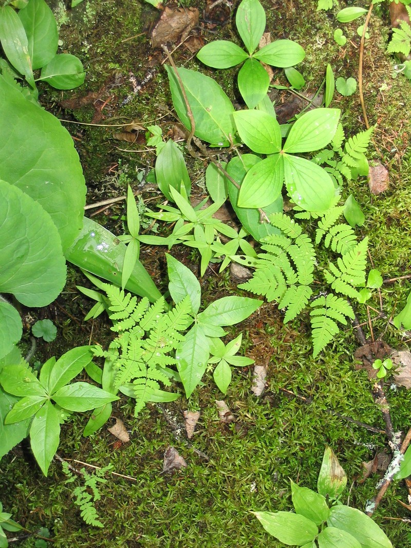 Largeleaf Sandwort photo 3