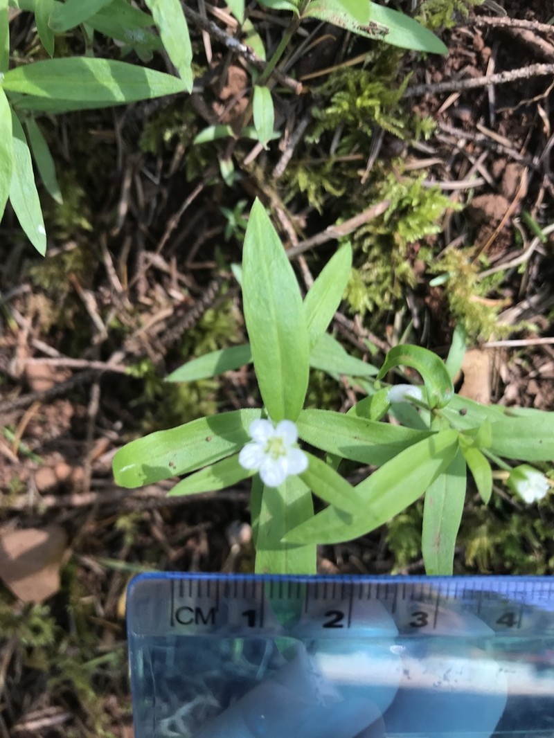 Largeleaf Sandwort photo 3