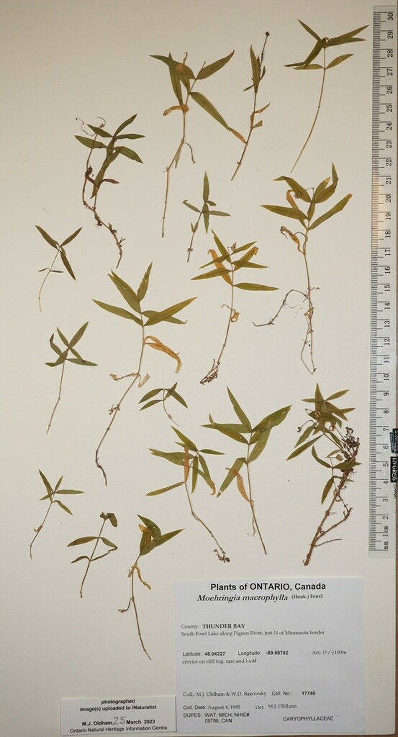 Largeleaf Sandwort photo 4