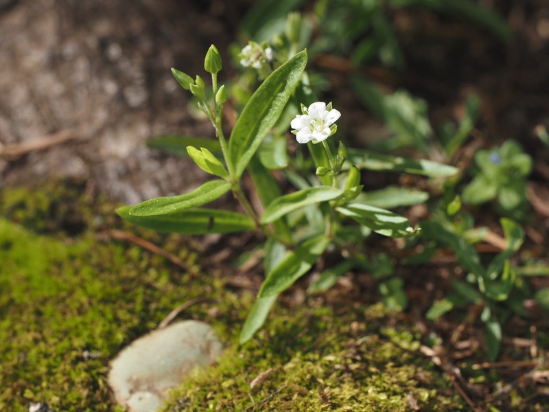 Largeleaf Sandwort photo 5