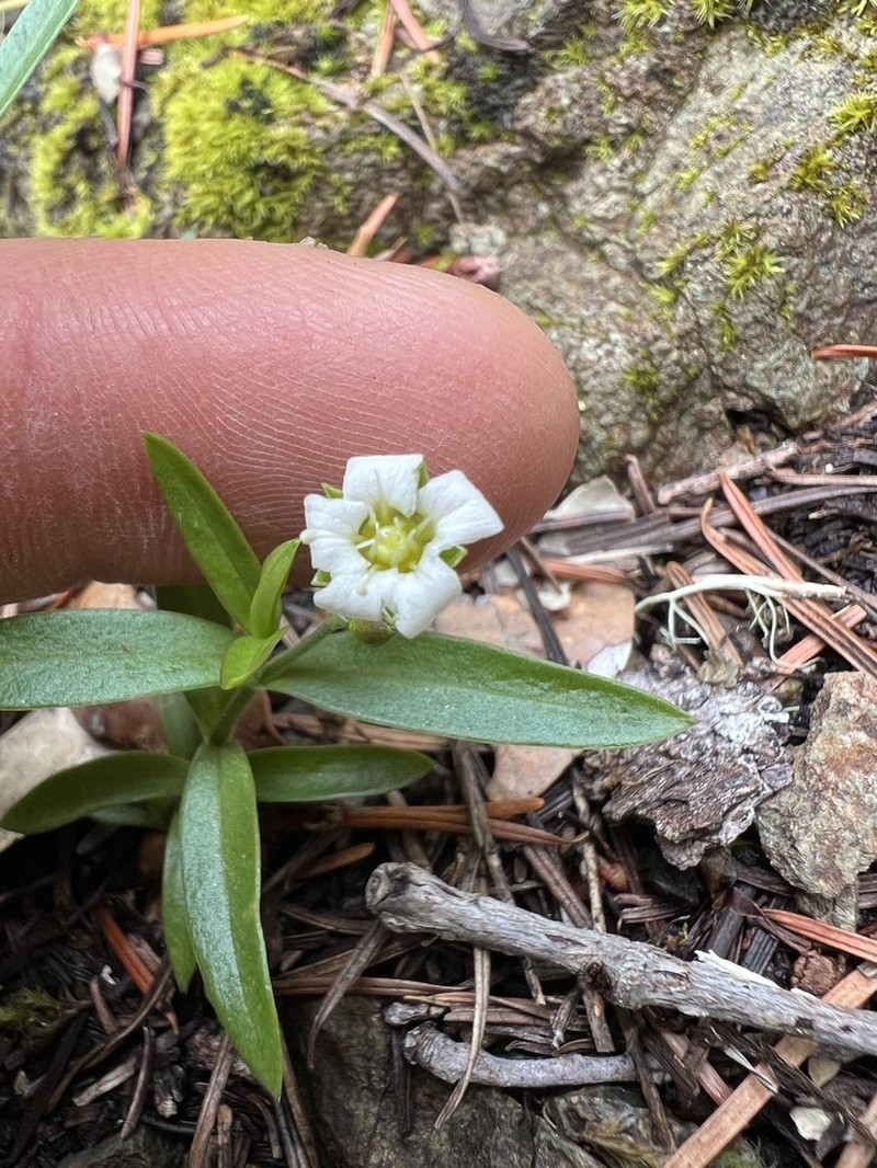 Largeleaf Sandwort photo 6