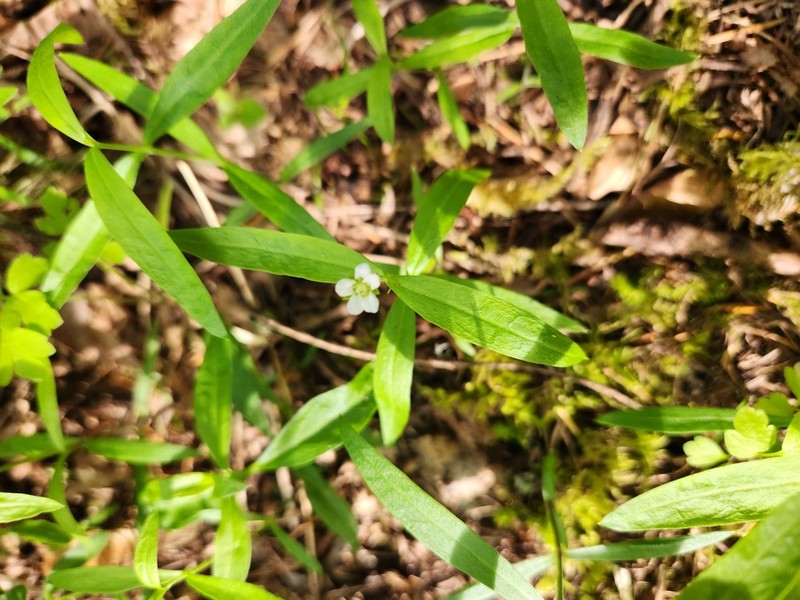 Largeleaf Sandwort photo 7
