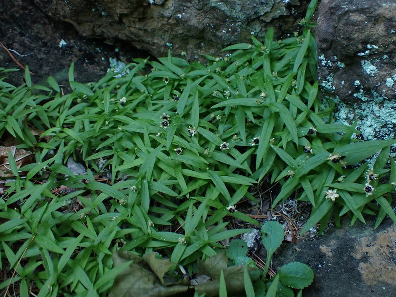 Largeleaf Sandwort photo 8