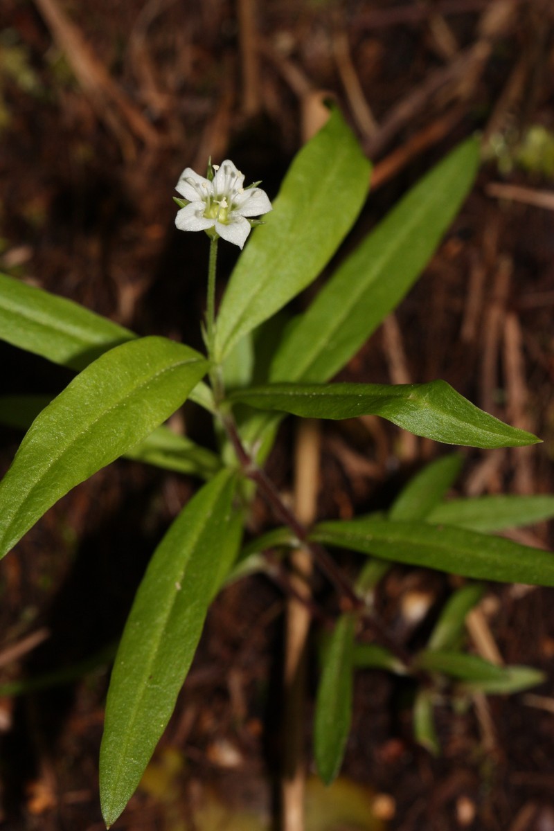 Largeleaf Sandwort