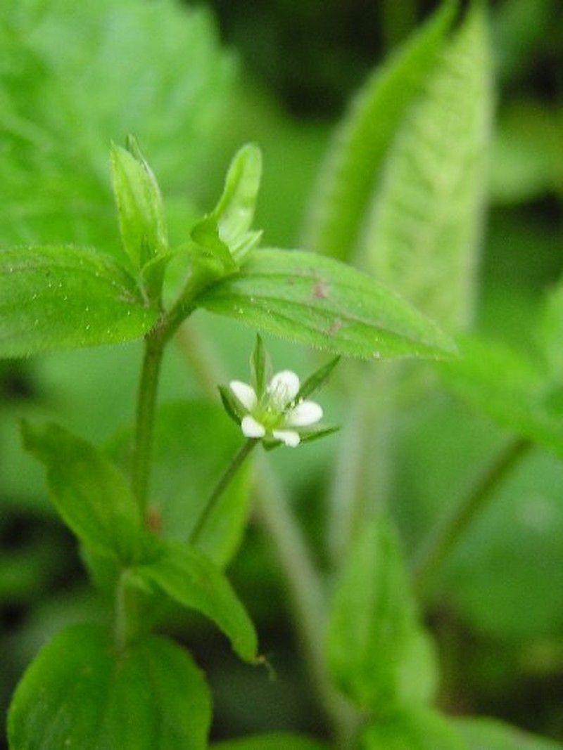 Apetalous Sandwort