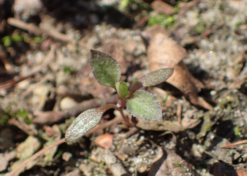 Apetalous Sandwort photo 2
