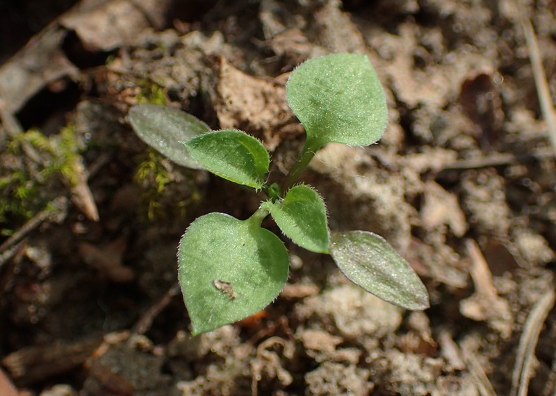 Apetalous Sandwort photo 3