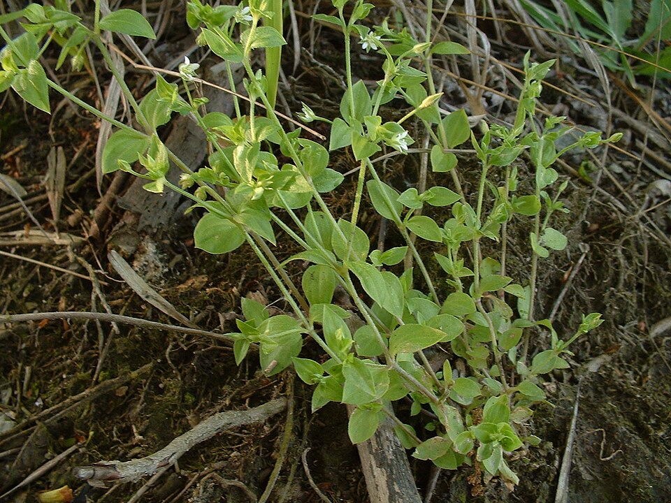 Apetalous Sandwort photo 4