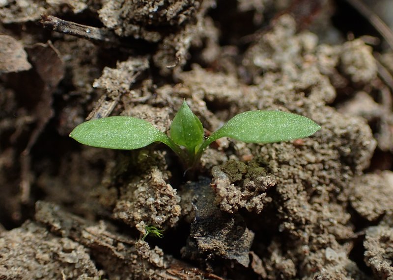 Apetalous Sandwort photo 5