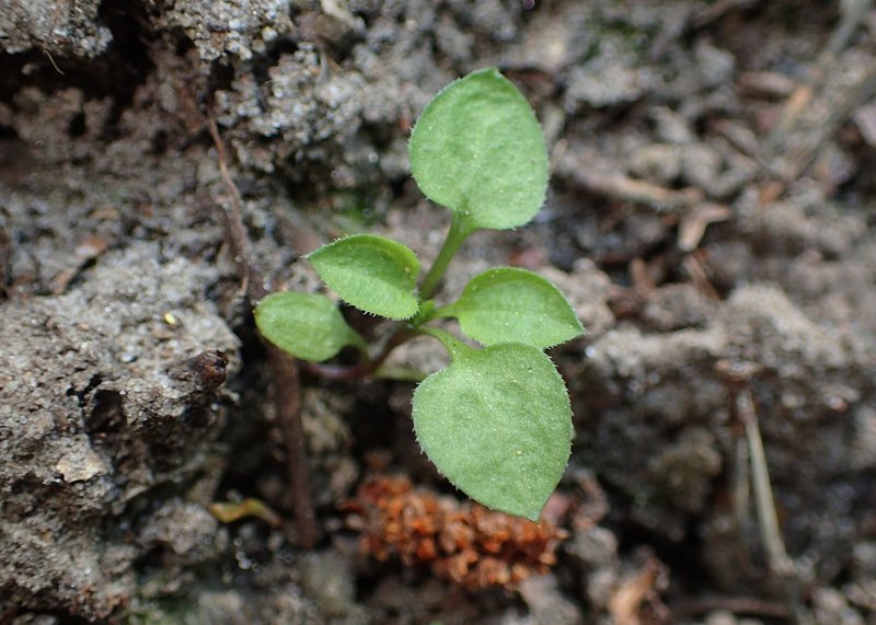 Apetalous Sandwort photo 6
