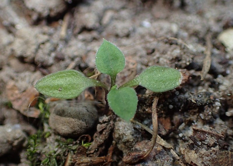 Apetalous Sandwort photo 7