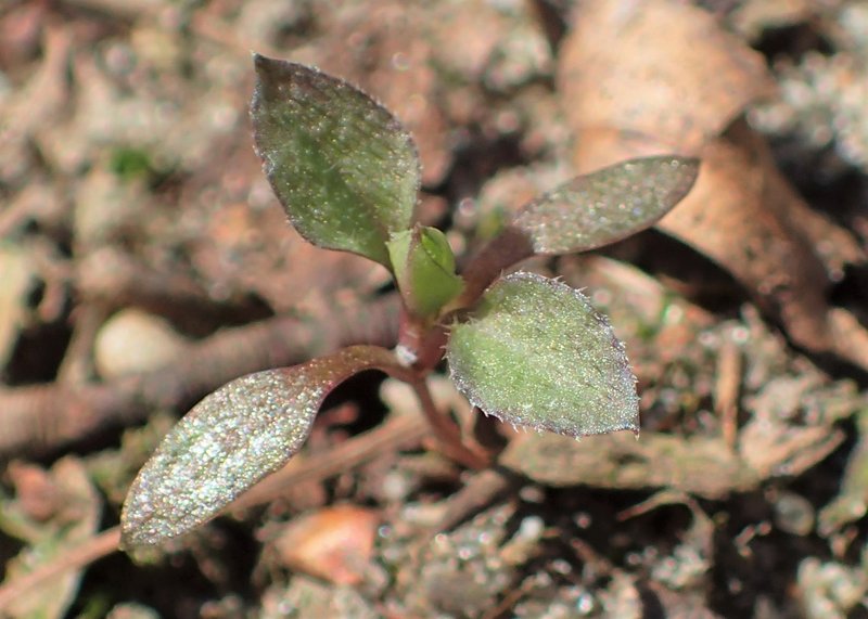 Apetalous Sandwort photo 8
