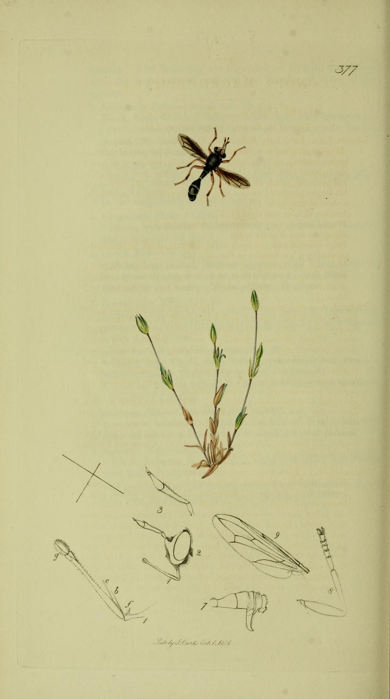 Upright Chickweed photo 5