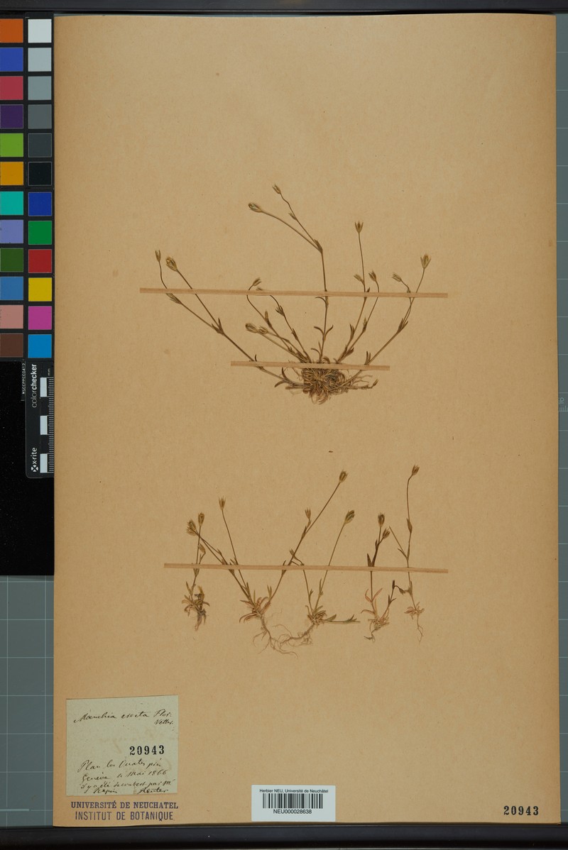 Upright Chickweed photo 6