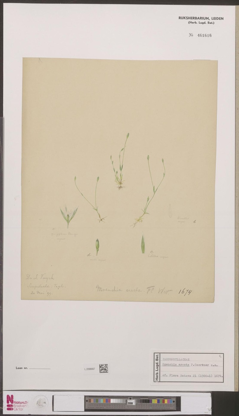 Upright Chickweed photo 2