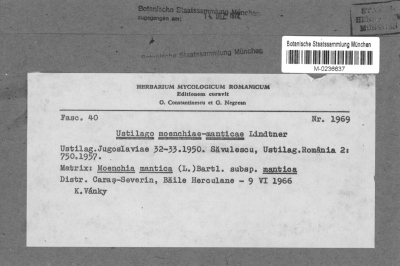 Moenchia mantica subsp. mantica