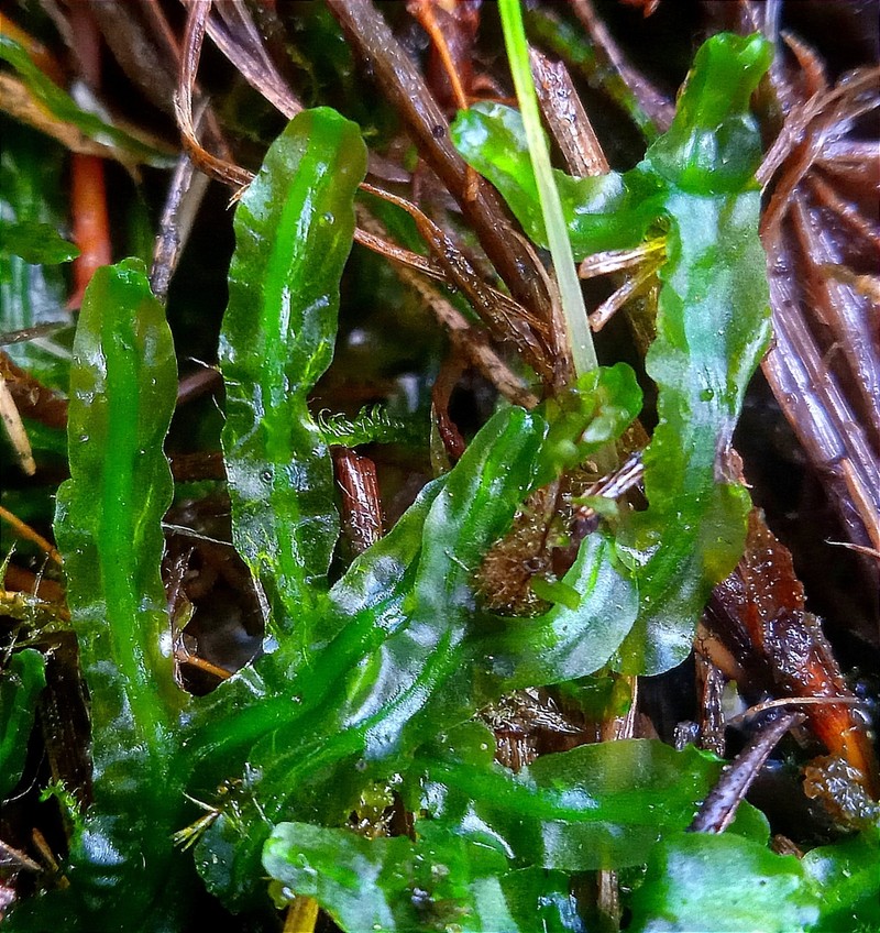 Moerckia hibernica photo 3