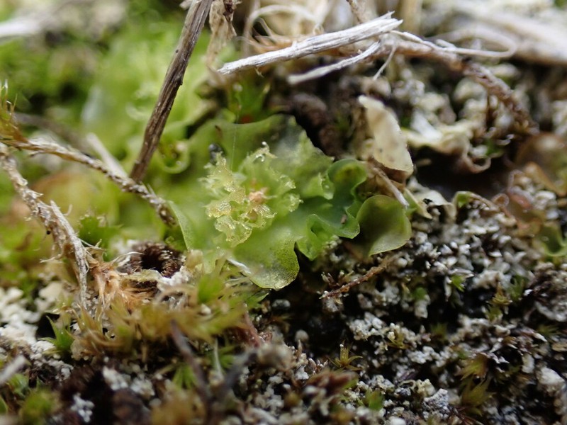 Moerckia hibernica photo 6