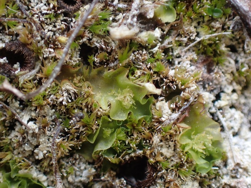 Moerckia hibernica photo 7